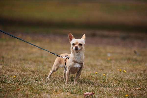 How do socioeconomic factors influence health disparities in the UK?